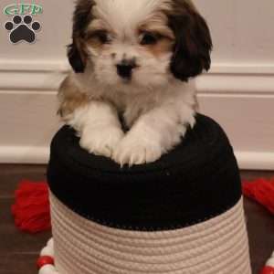 Hank, Cava-Tzu Puppy